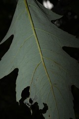 Bocconia frutescens