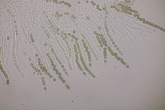 Hypocrea aureoviridis