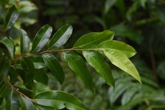 Chrysobalanus cuspidatus