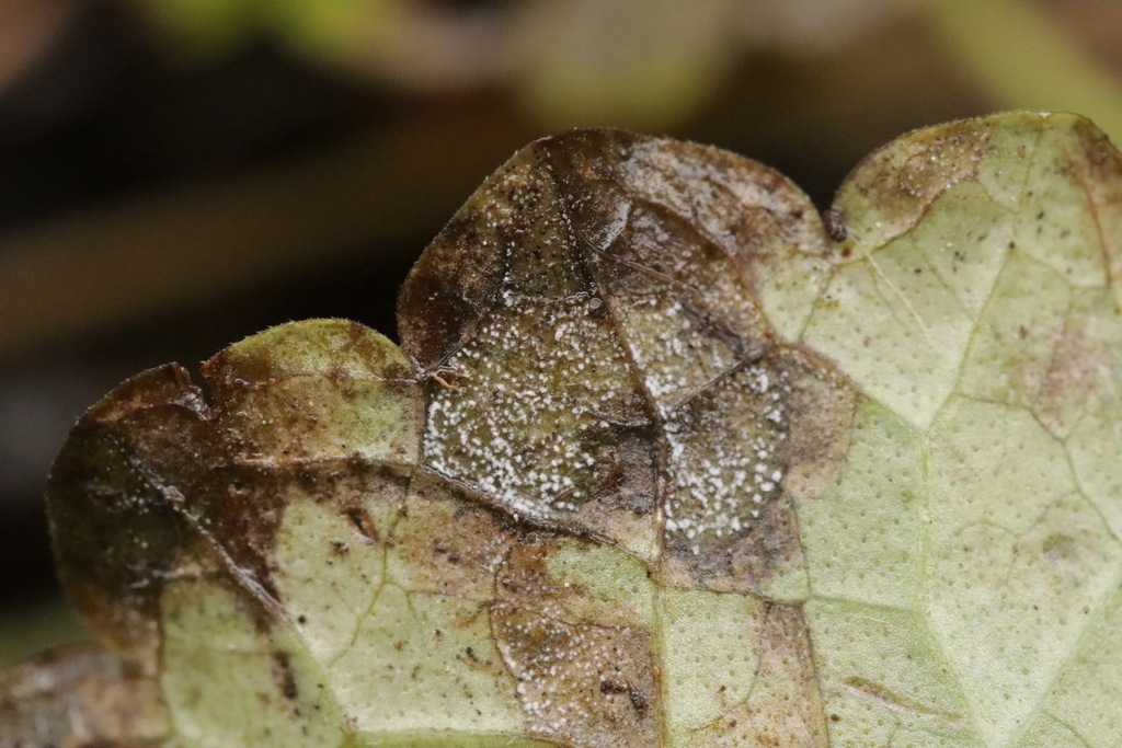 Ramularia glechomatis