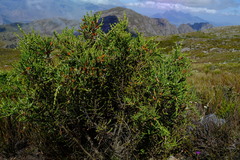 Passerina nivicola