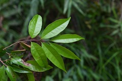 Eugenia coffeifolia
