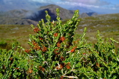 Passerina nivicola