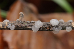 Tremella globispora