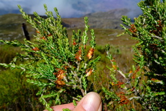 Passerina nivicola