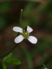 Cardamine dolichostyla