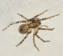 Anyphaena accentuata