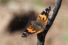 Vanessa vulcania