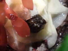 Onchidoris bilamellata