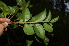 Eugenia pseudopsidium