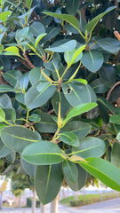 Ficus elastica