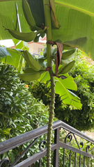 Musa × paradisiaca