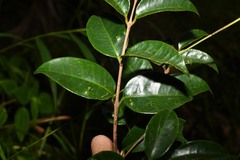 Eugenia pseudopsidium