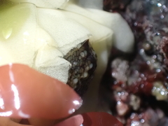 Onchidoris bilamellata