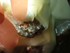 Onchidoris bilamellata