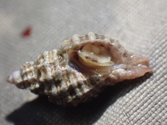 Neogastropoda