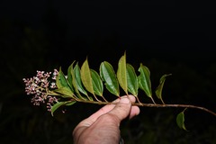 Miconia mornicola