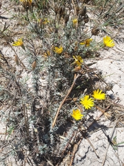 Leysera gnaphalodes