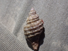 Neogastropoda