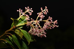 Miconia mornicola