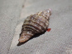Neogastropoda