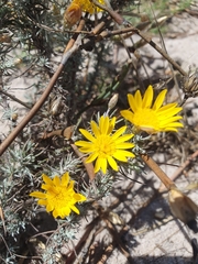 Leysera gnaphalodes