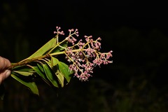 Miconia mornicola
