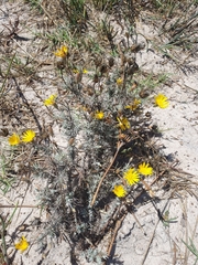 Leysera gnaphalodes