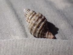 Neogastropoda