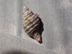 Neogastropoda