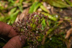 Miconia mornicola