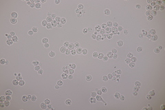 Tremella globispora