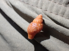 Buccinoidea