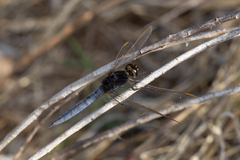 Crocothemis nigrifrons