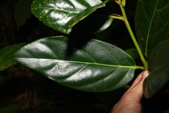 Ocotea imrayana