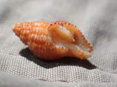 Buccinoidea
