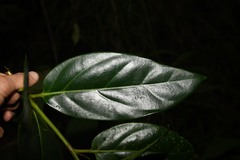 Ocotea imrayana
