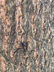 Tetraponera rufonigra