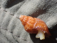 Buccinoidea