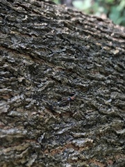 Tetraponera rufonigra