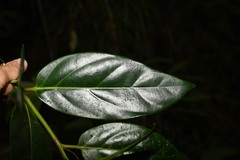 Ocotea imrayana
