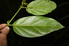 Ocotea imrayana