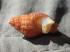 Buccinoidea