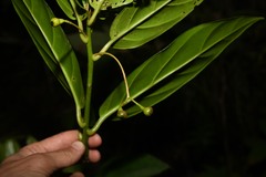 Ocotea imrayana