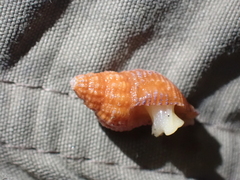 Buccinoidea