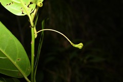 Ocotea imrayana