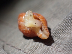Buccinoidea