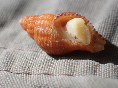 Buccinoidea