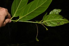 Ocotea imrayana