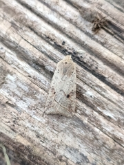 Agrochola blidaensis